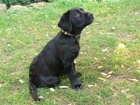 Huxley